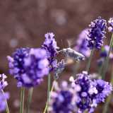 Sui fiori di lavanda, troviamo una falena colibr�, cos� chiamata per la velocit� del battito delle sue ali (foto di Gennaro Gargiulo)